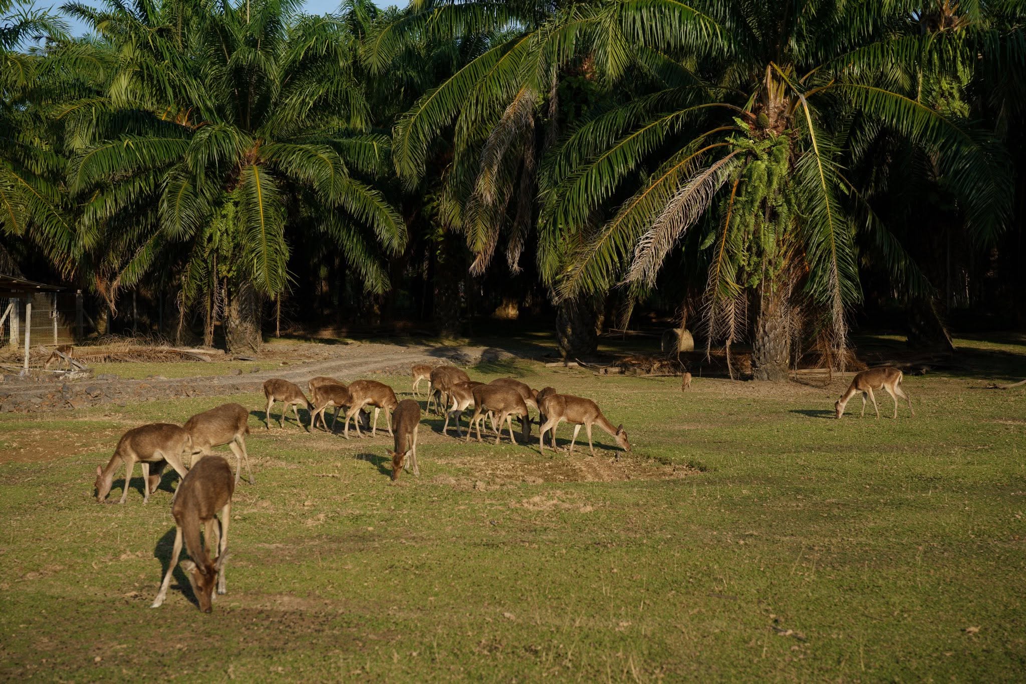 Cervidae Deer Farm (All-In Experience Farm tour + Food and Beverage) — image 5