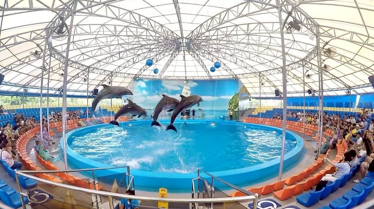 Dolphin (VVIP Seat) row A - (No transfer) — image 10