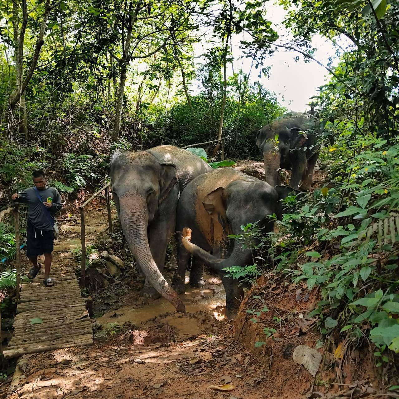 The Lake Phuket Elephant Home - FULLDAY Ethical Unforgettable Experience (Program B)  — image 17