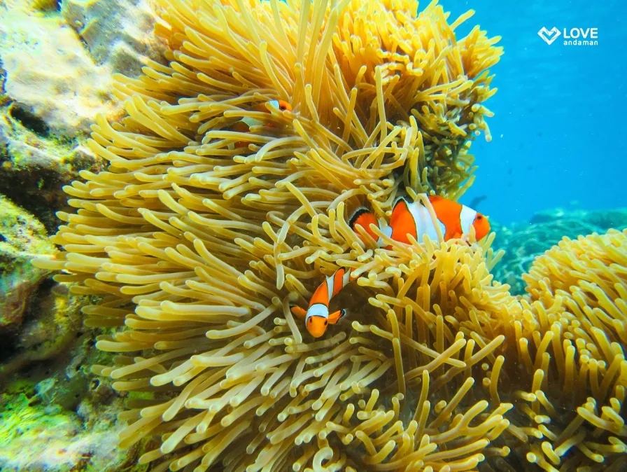 Surin Island (Speed Cantamaran) + Lunch + (National Park Fee) + SIC Transfer — image 6