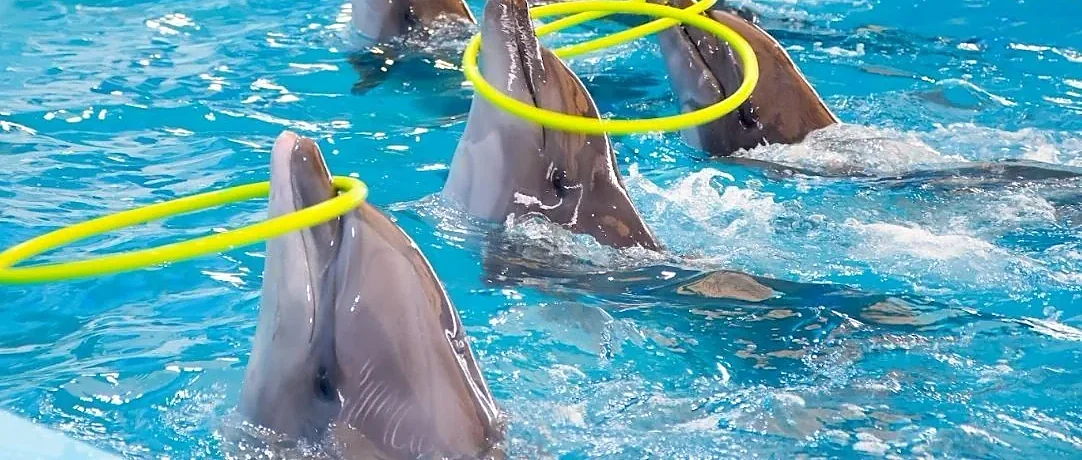 VVIP front-row seats aboard the Dolphin tour boat, offering premium comfort and unobstructed open-water views
