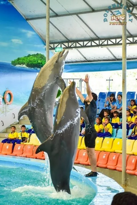 Dolphin (VVIP Seat) row A - (No transfer) — image 4