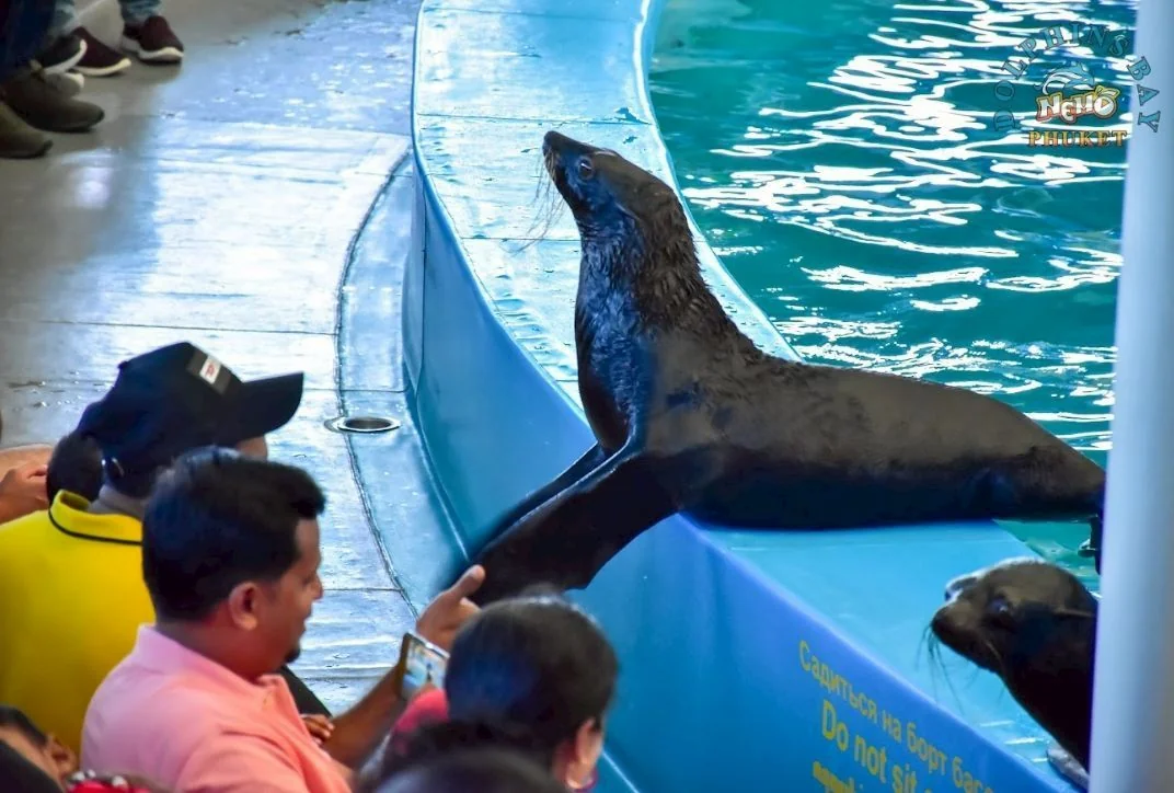 Dolphin (VVIP Seat) row A - (No transfer) — image 23