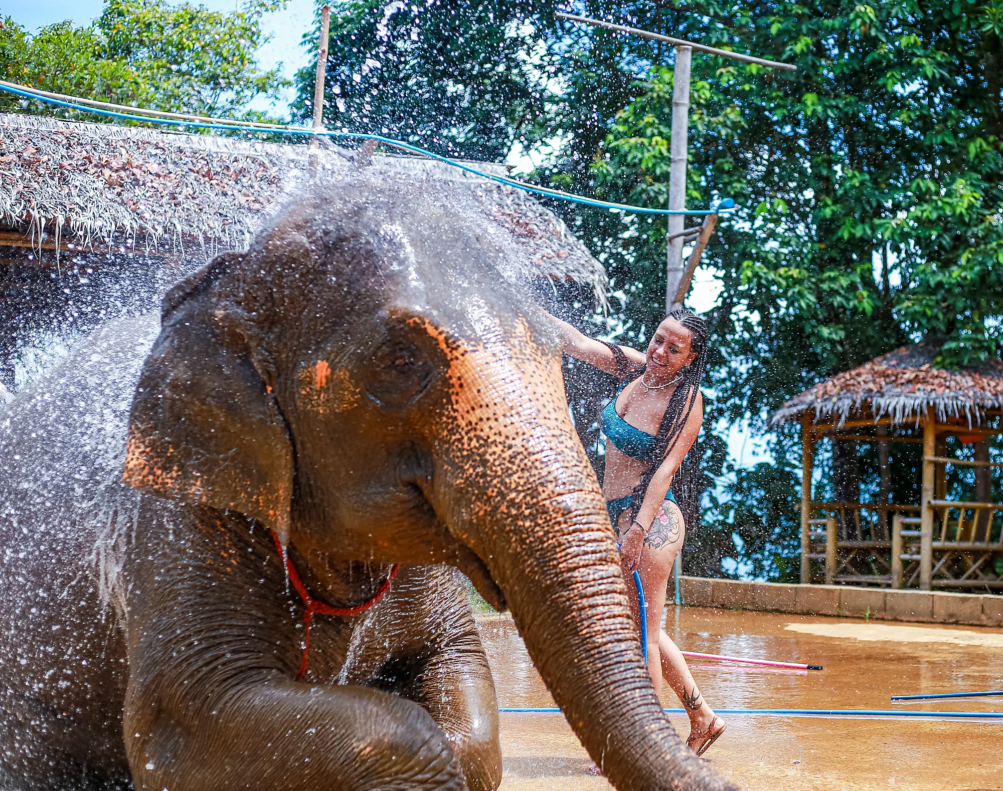 Elephant Feed & Bath on Private Beach at Siray + SIC Transfer (2.5 - 3 hours) — image 12