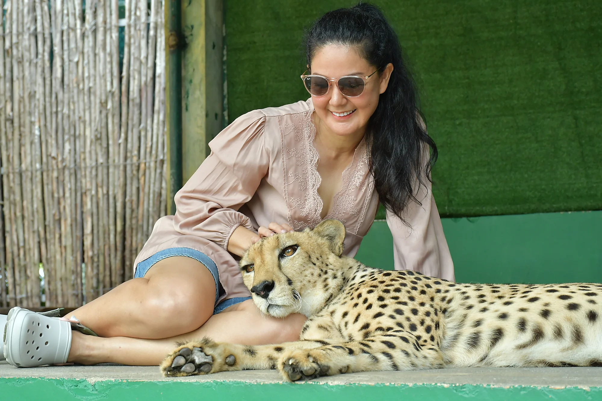 Cheetah resting at a wildlife attraction in Phuket