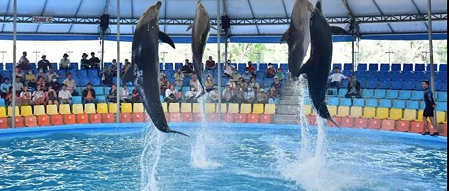 Dolphin (Regular Seat) row E, F, G -  (No transfer)