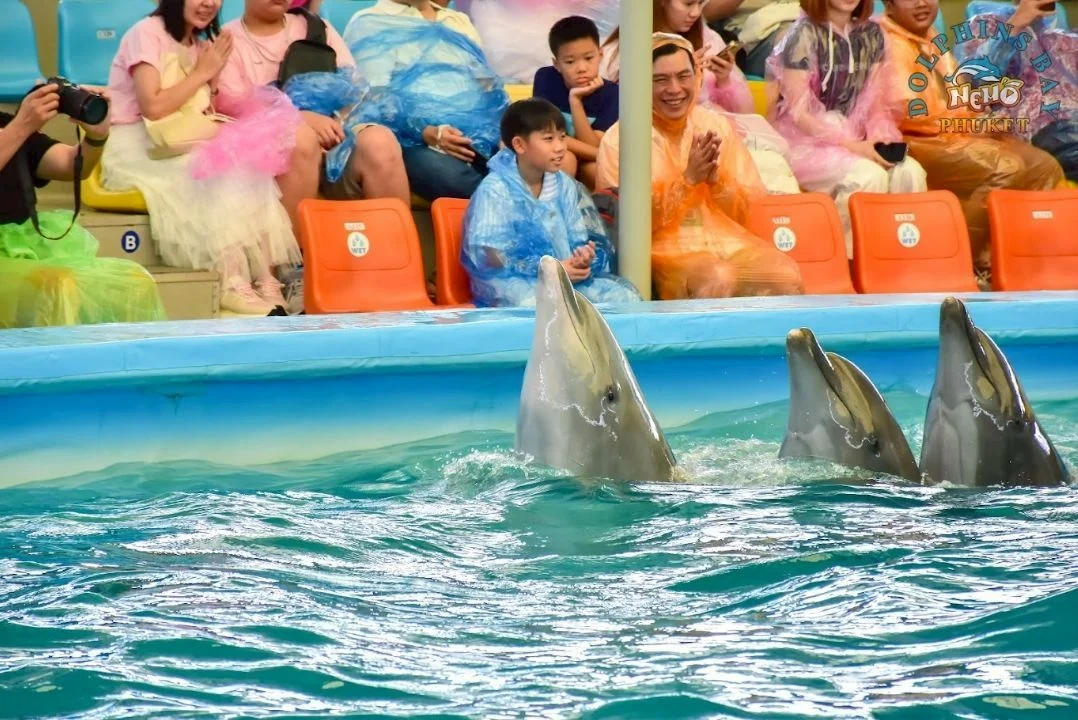 Dolphin (VVIP Seat) row A - (No transfer) — image 25