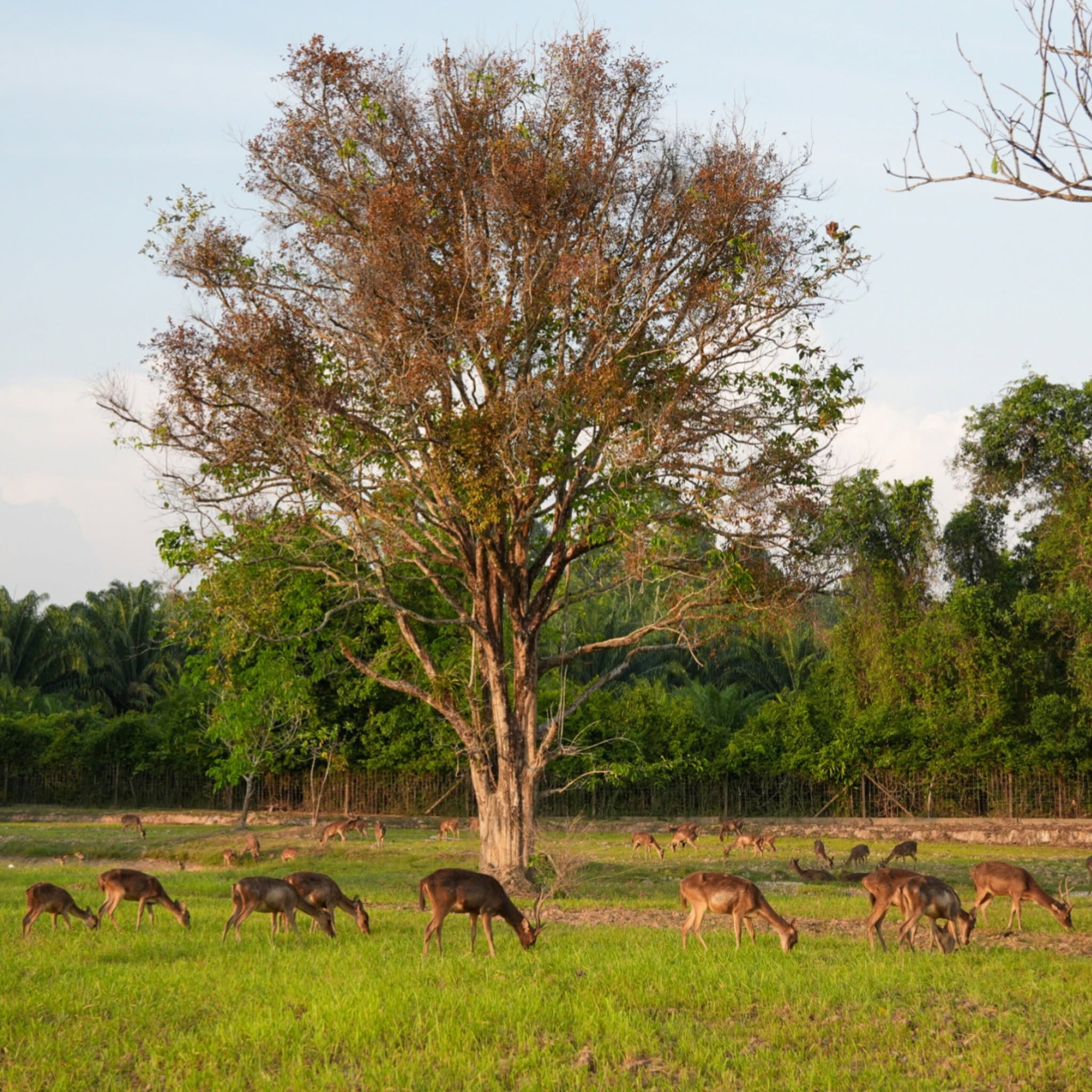 Cervidae Deer Farm (All-In Experience Farm tour + Food and Beverage) — image 20