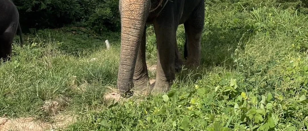 Travellers riding elephants through tropical forest on a 45-minute trek in Phuket