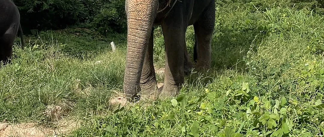 Travellers riding elephants through tropical forest on a 45-minute trek in Phuket