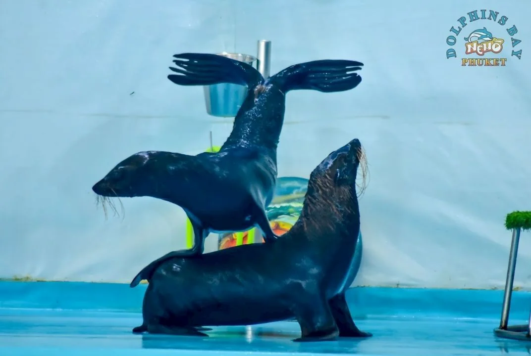 Dolphin (VVIP Seat) row A - (No transfer) — image 9