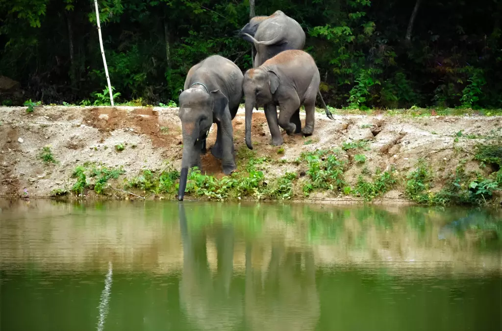 Elephant Sanctuary 3 Hrs. + Lunch + Not incl. Transfer - (Morning / Afternoon) — image 9