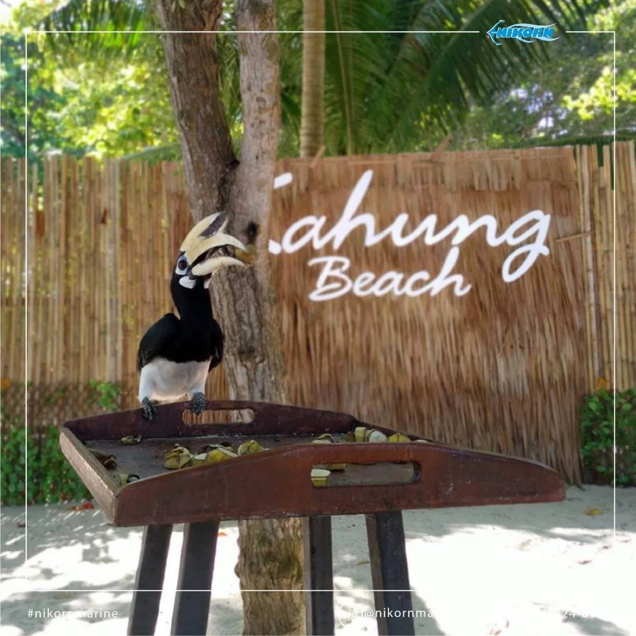 Coral Island + Racha Island (Speed Boat) + Lunch + SIC Transfer  / (Full Day) — image 14