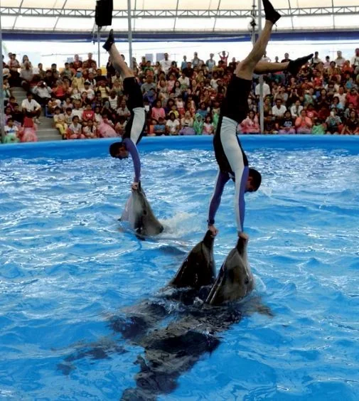 Swimming with dolphin - Free (Regular Seat) row E, F, G -  (No transfer) — image 4