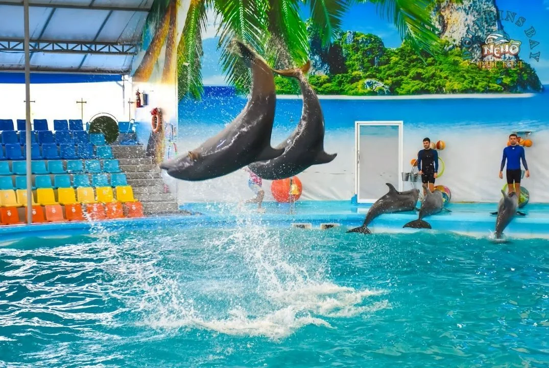 Dolphin (Deluxe Seat) row C, D - (No transfer) — image 12