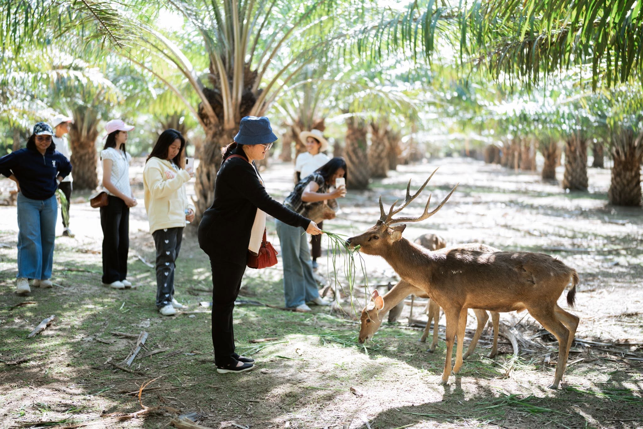 Cervidae Deer Farm (All-In Experience Farm tour + Food and Beverage) — image 13