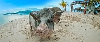 Tropical beach at Pig Island on a speedboat tour from Samui Island