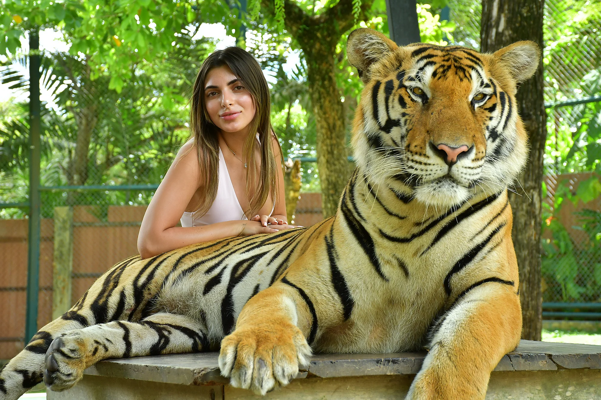 Large tiger in the wild on a Big Tiger tour in India