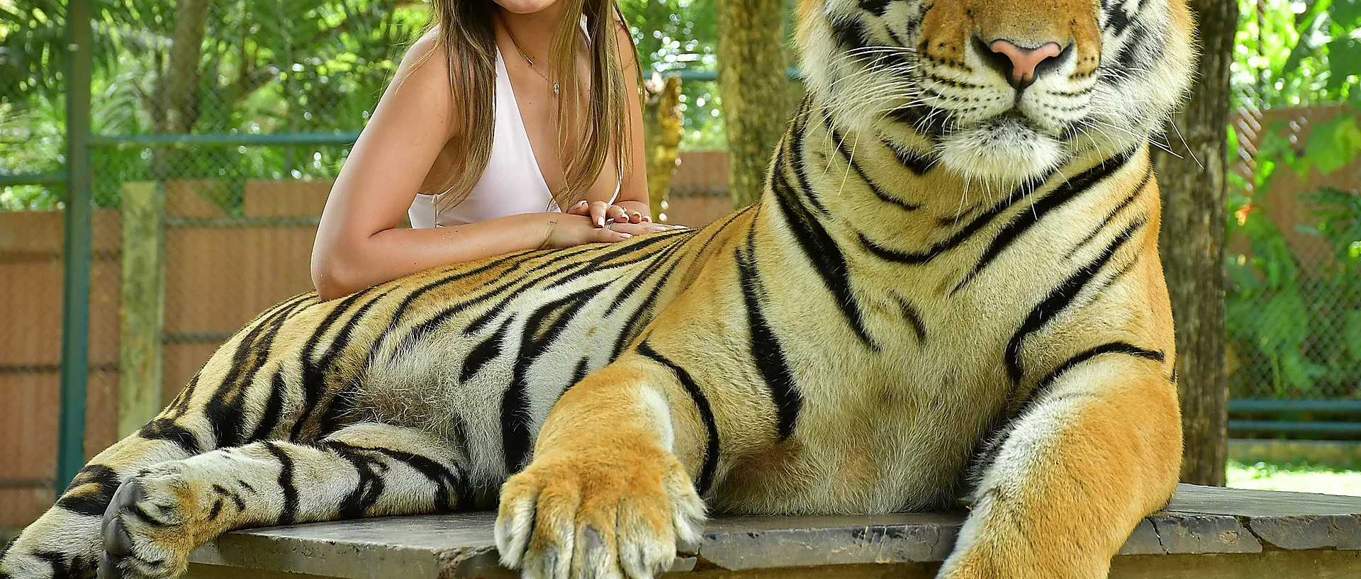 Large tiger in the wild on a Big Tiger tour in India