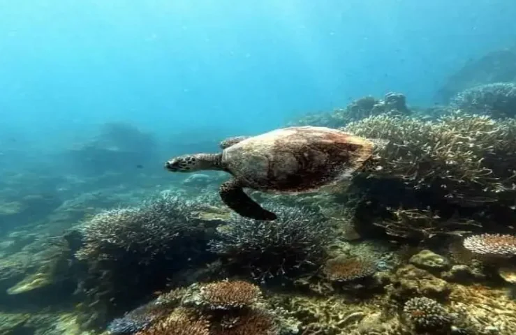 Surin Island (Speed Cantamaran) + Lunch + (National Park Fee) + SIC Transfer — image 14
