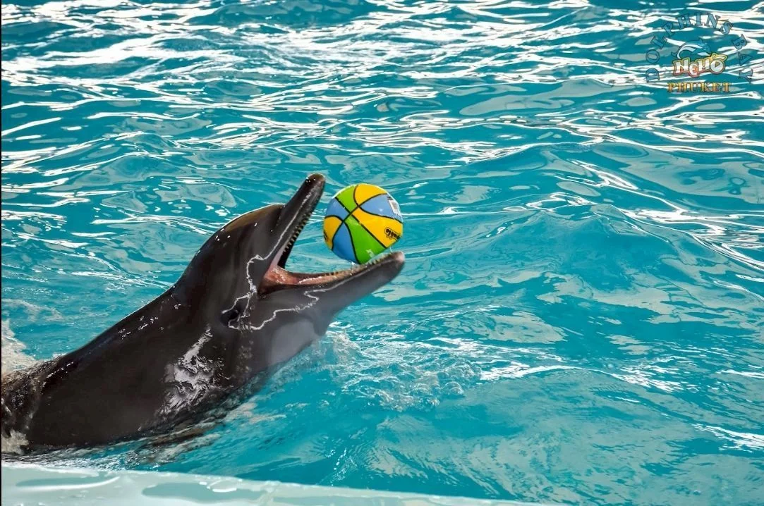 Swimming with dolphin - Free (Regular Seat) row E, F, G -  (No transfer) — image 11