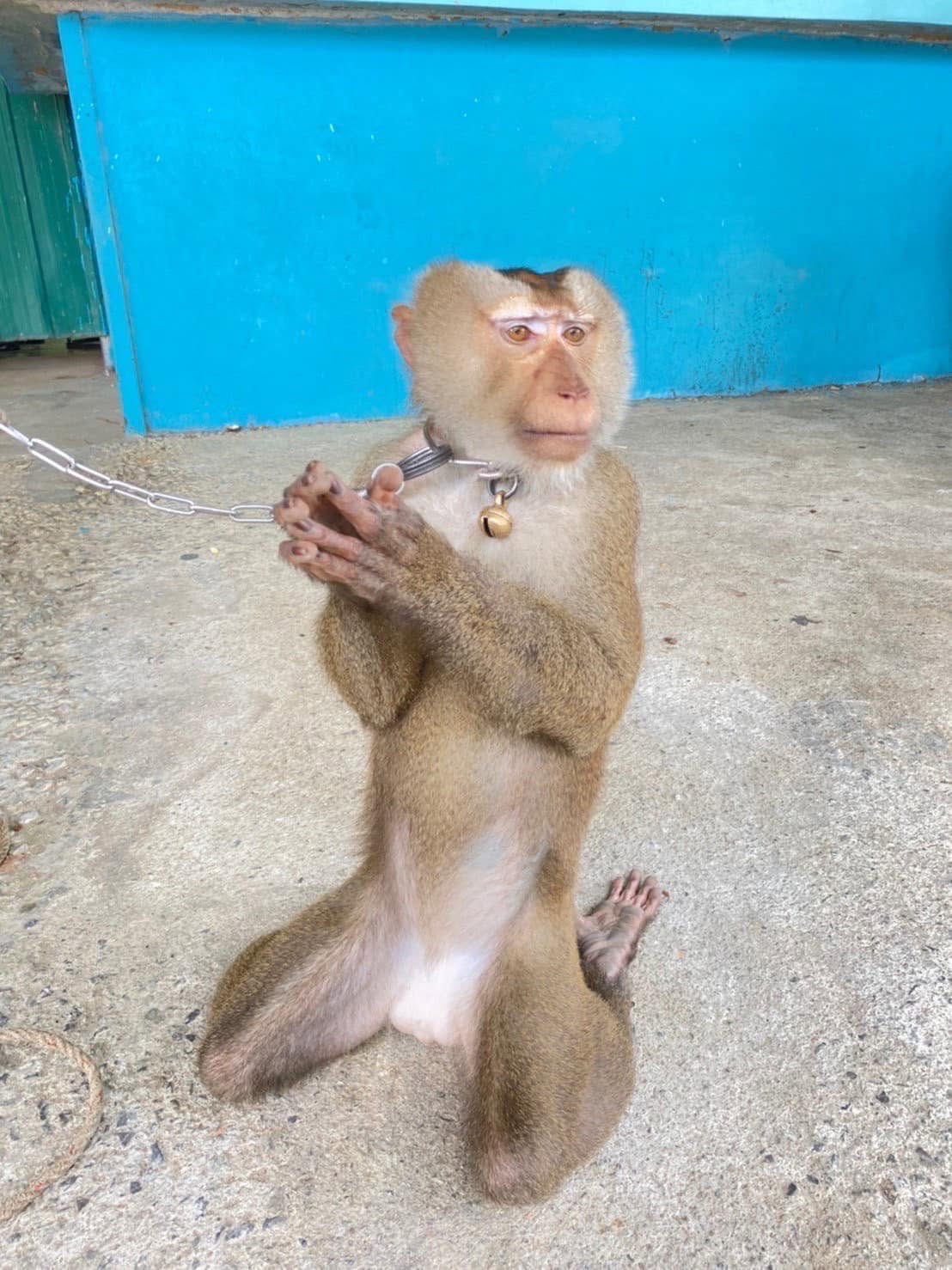 Monkey Show — image 1