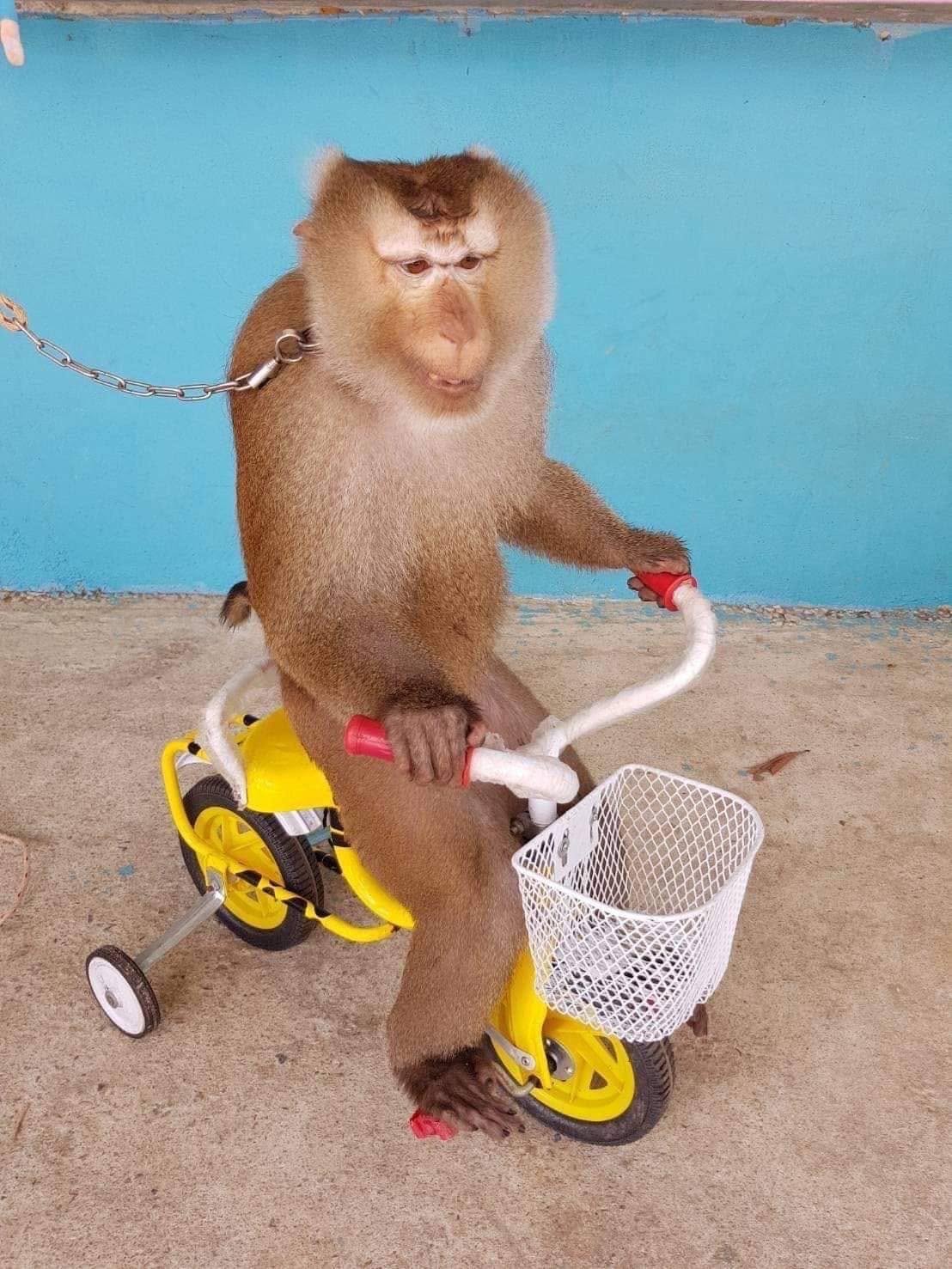 Performing monkey entertaining visitors at the Monkey Show in Phuket